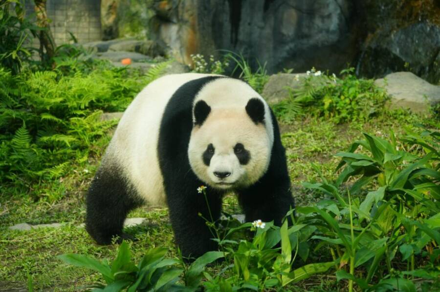 Giant panda walking through lush greenery at Taipei Zoo, Taiwan.