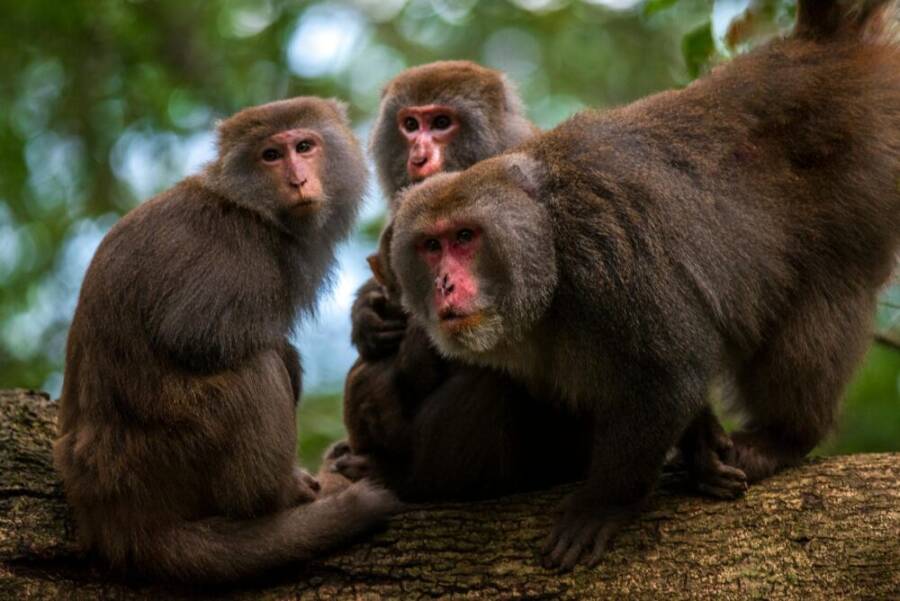 Close-up of Rhesus macaques sitting on a tree branch, showcasing wildlife in Taiwan.