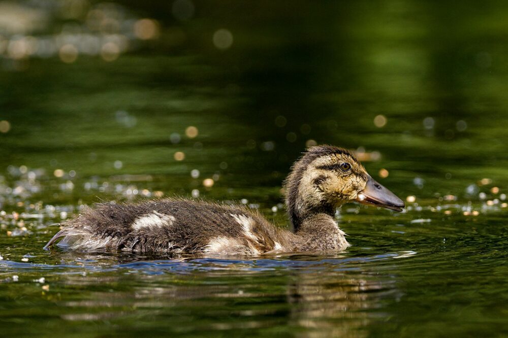 A cute duckling swims peacefully in a lush green lake, capturing the essence of nature.
