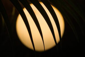 A close-up silhouette of palm leaves against a warm glowing light in Mandrem, Goa, India.