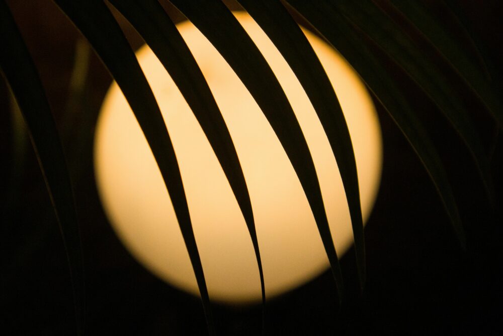 A close-up silhouette of palm leaves against a warm glowing light in Mandrem, Goa, India.