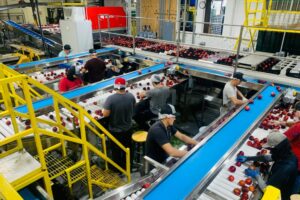 A busy factory with workers sorting red apples on conveyor belts indoors.