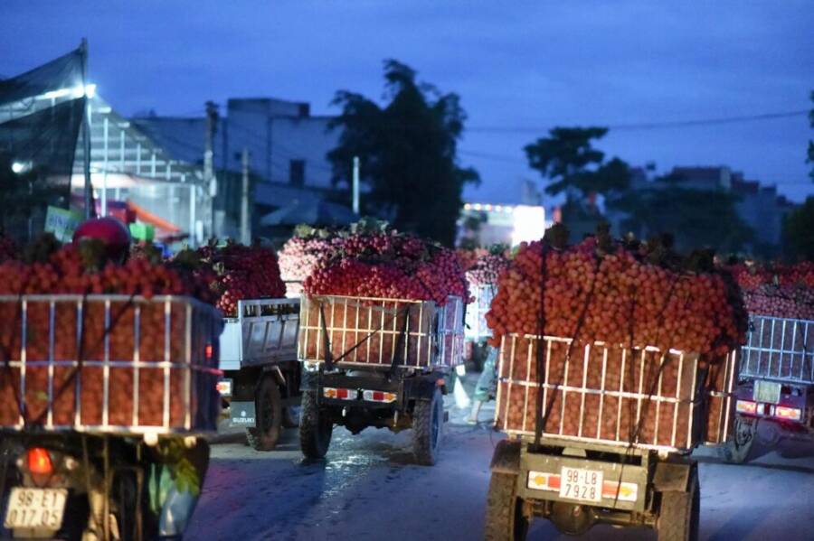 Trucks loaded with ripe lychees during the vibrant nighttime harvest in Lục Ngạn, Bac Giang, Vietnam.