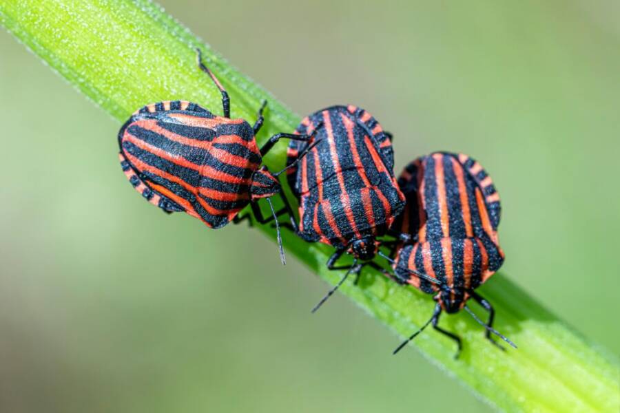 綠葉上的Graphosoma lineatum盾蟲的微距照片，呈現出鮮豔的紅色和黑色條紋。