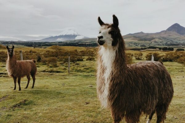 美洲駝在安第斯高地吃草，表演出令人驚嘆的山地景觀。