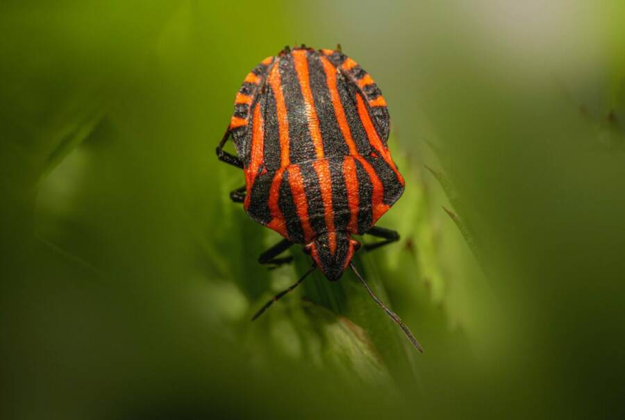 graphosoma, lineatum, masuk ke listrado 的免費圖庫相片