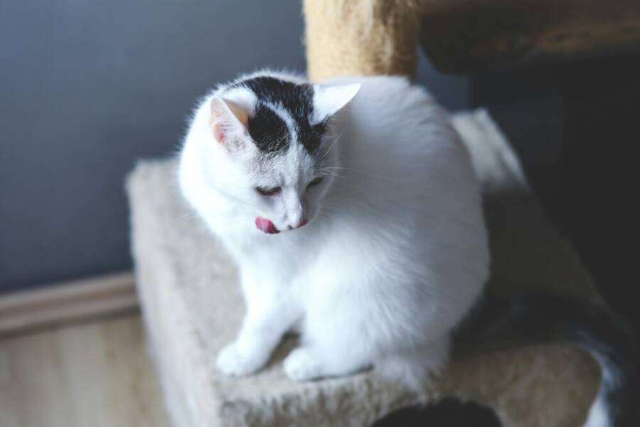 Adorable white cat sitting on a scratching post indoors, licking lips.