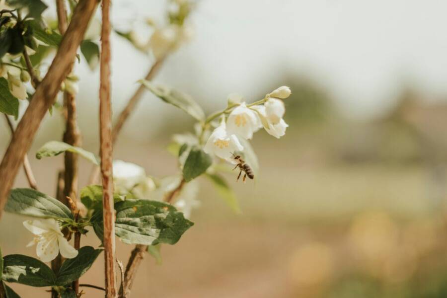 api mellifera、天性、宏觀的免費圖庫