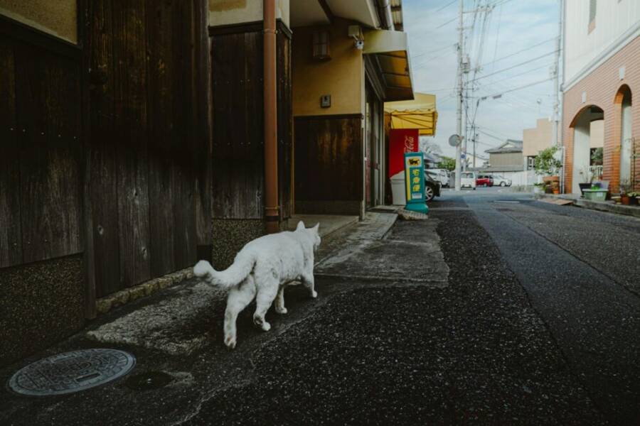 一隻白貓漫步在日本京都一條安靜的小巷裡，營造出一場寧靜的城市悼念。