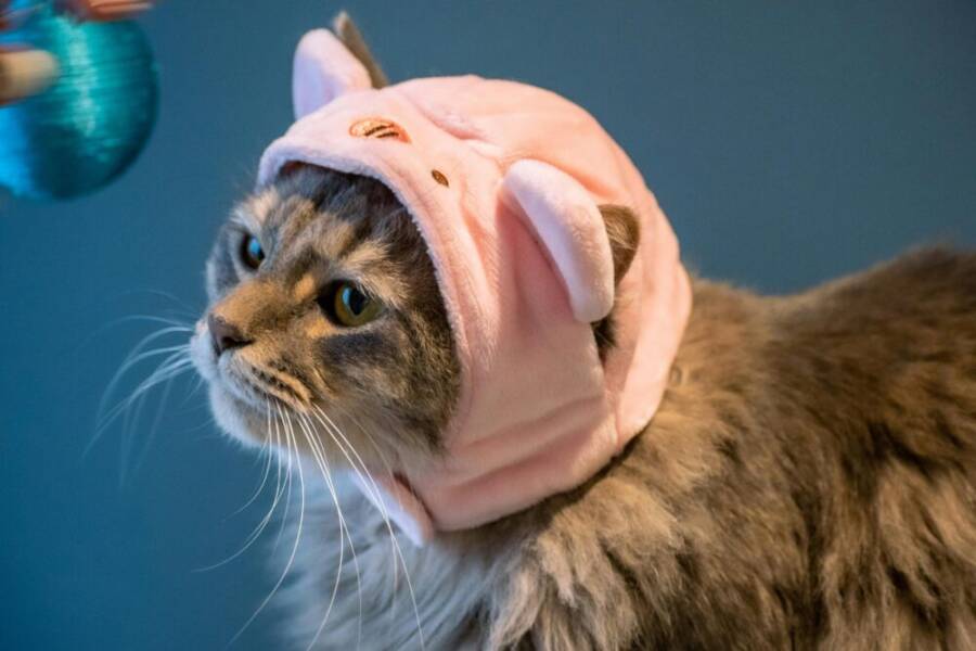 ＃ 室內，貓播放，夥伴動物的免費圖庫相片