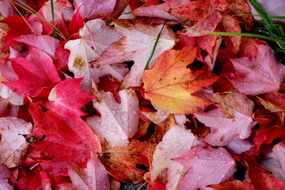 外景，多彩的免費，天性的免費圖庫相片