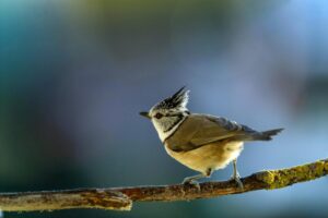 鳳頭山雀棲息在森林中的支架上，展示著它獨特的羽毛。