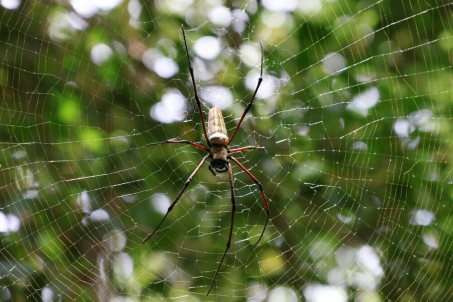 重點鏡頭：在鬱鬱蔥蔥的綠色背景中，一隻金絲蜘蛛在其網上。