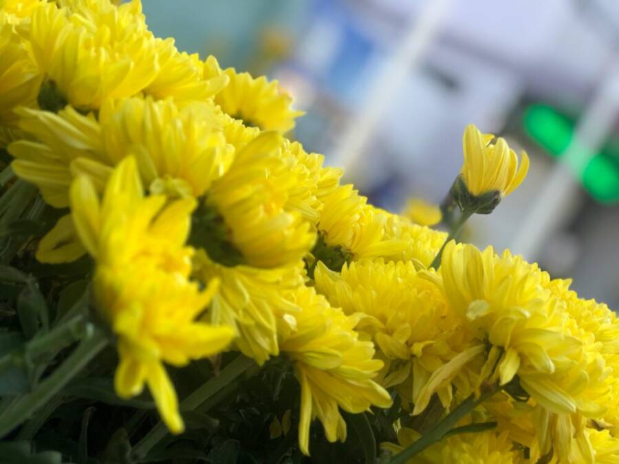cần thơ, chrysanths, 充滿活力的免費圖庫相片