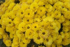 一簇簇鮮豔的菊花盛開，呈現出自然的美麗和明亮的色彩。