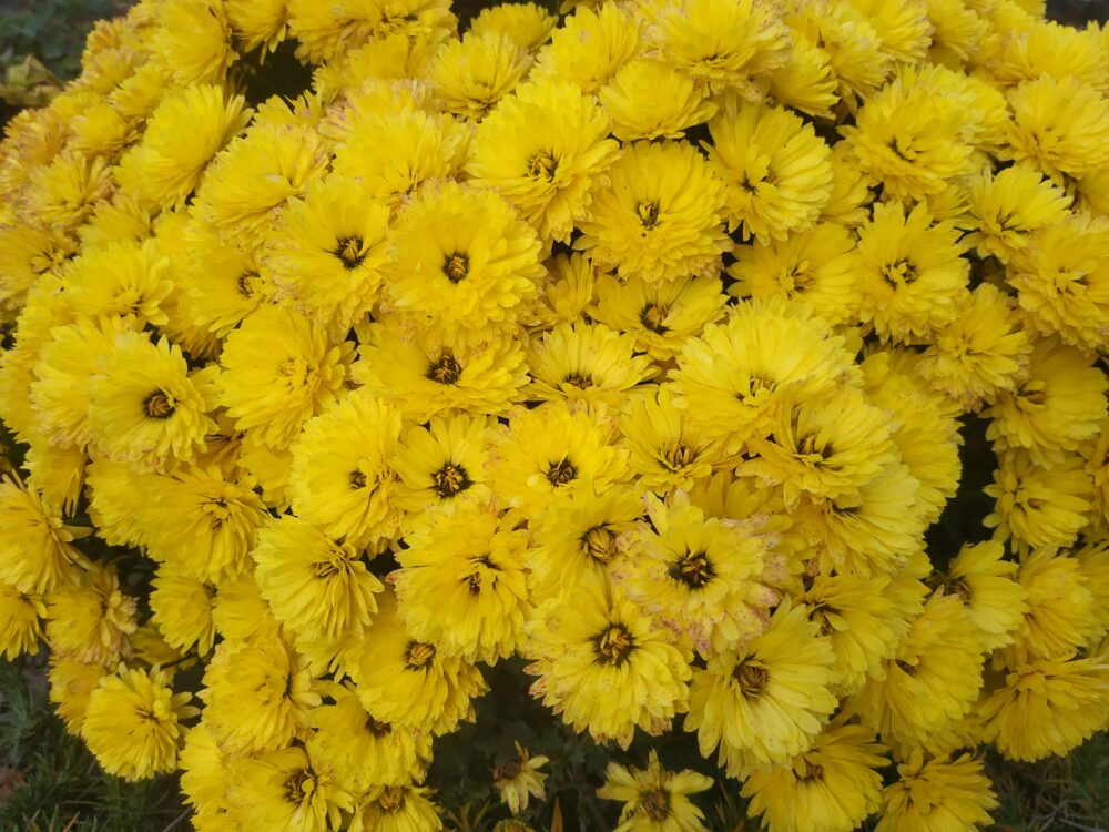 一簇簇鮮豔的菊花盛開，呈現出自然的美麗和明亮的色彩。