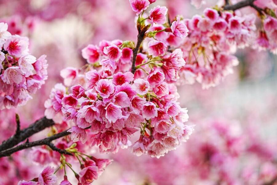 櫻花