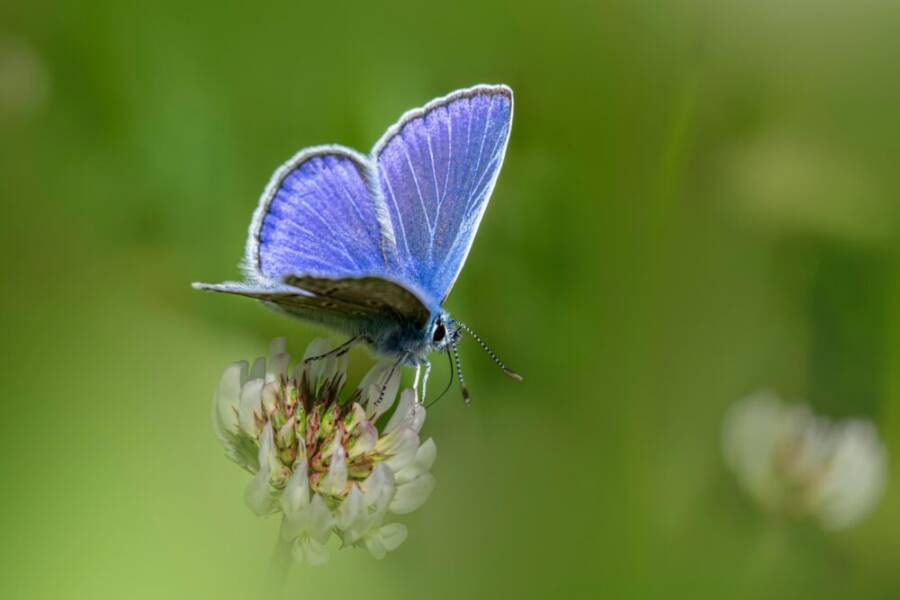 一隻普通的藍蝴蝶停在白色三葉草上的特色鏡頭,襯託了鮮豔的色彩和自然之美。