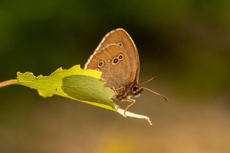 夏季，一隻環斑蝶（Aphantopus hyperantus）停在綠葉上，近距離觀察。