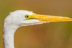 人工智慧增強、優美、優雅的免費圖庫相片