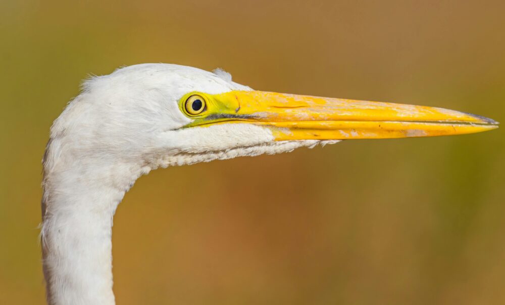 人工智慧增強、優美、優雅的免費圖庫相片