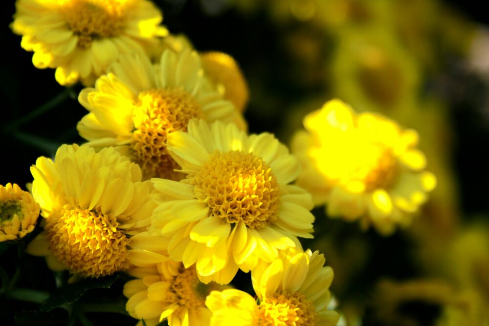 農業領域 農業 美麗的免費圖庫相片