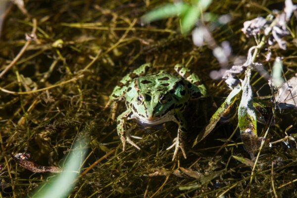 偽裝、兩棲動物、兩棲類和爬行動物的免費圖庫相片