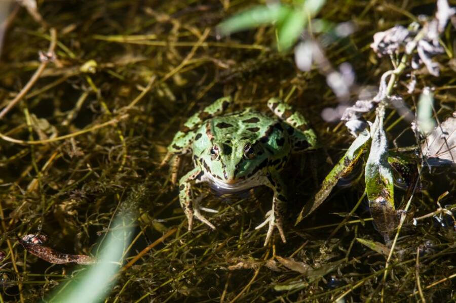 偽裝、兩棲動物、兩棲類和爬行動物的免費圖庫相片