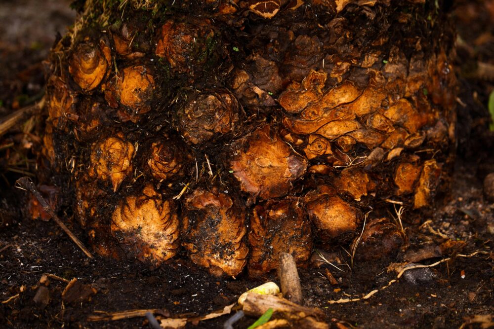 充滿活力,究竟,叢林的免費剪影