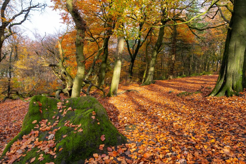 秋日森林景色寧靜，色彩斑斕，落葉鋪滿地面。