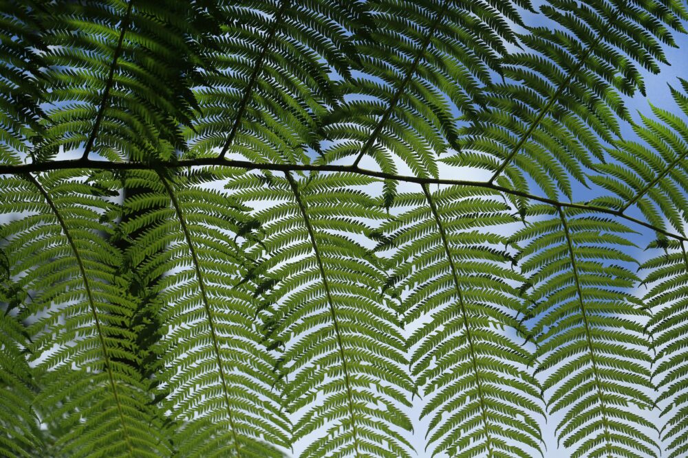 以天空為背景的綠色蕨類植物葉片為特色，突顯了錯綜複雜的圖案。