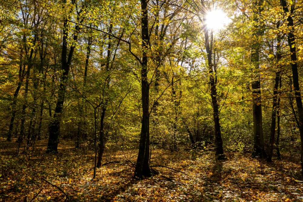 克羅埃西亞加雷什尼察,陽光灑滿森林,秋葉絢麗多彩,景色宜人。