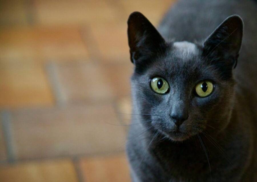 充滿活力的眼睛, 動物凝視, 動物攝影的免費​​圖庫相片