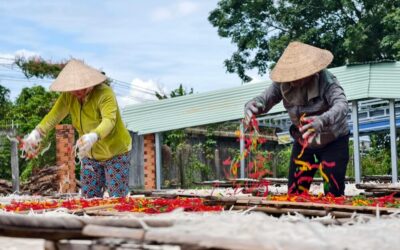 下田、乾燥、亞洲文化的免費圖庫相片