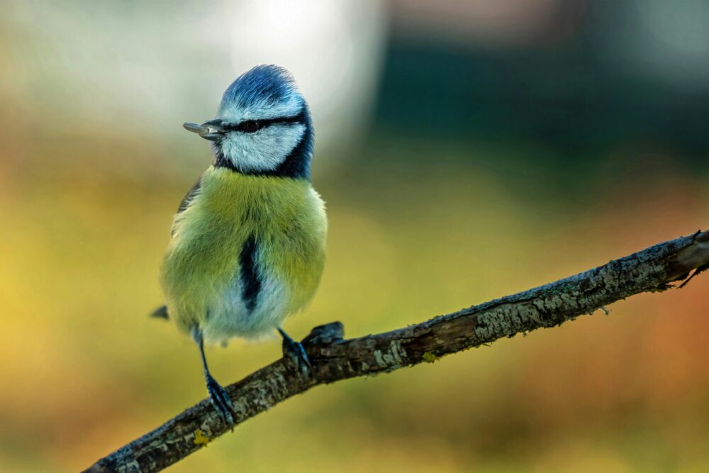 鳥類學,乾淨的背景,優雅的聖母相片