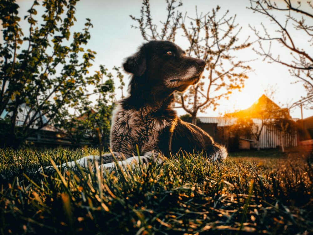 adobe lightroom、Redmi Note 5、合作夥伴的免費圖庫相片