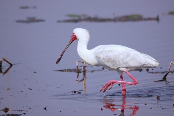 非洲琵鷺（Platalea alba）在寧靜的濕地中涉水的特色鏡頭。