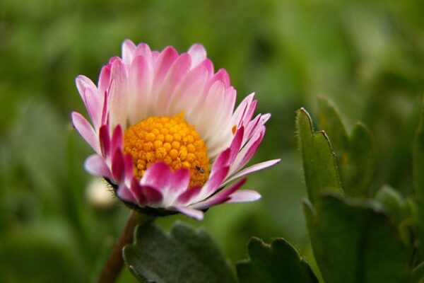 粉紅色的白色和花的