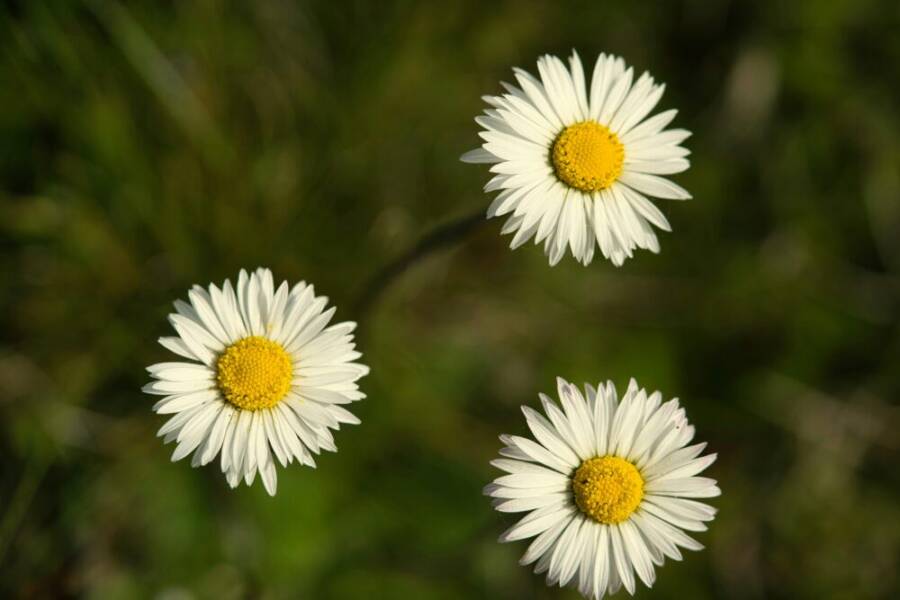@戶外，剪紙花草的免費圖庫相片