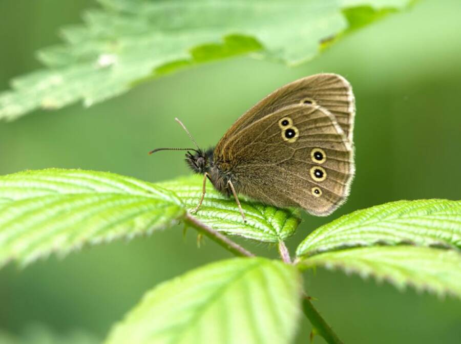 aphantopus hyperantus，讓，夏天的免費圖庫相片