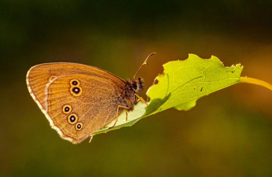 aphantopus hyperantus, 讓, 休息的免費圖庫相片