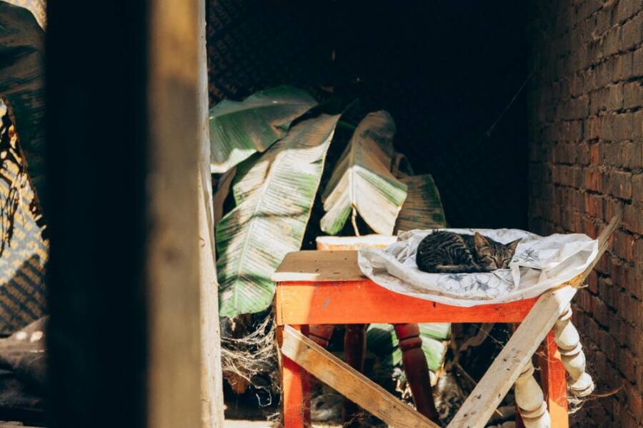 一隻貓在陽光照射的桌子上安然入睡，周圍環繞著古樸的埃及元素。