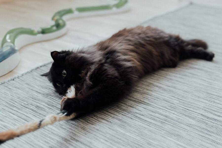 貓玩, 動物行為, 可愛的免費圖庫相片