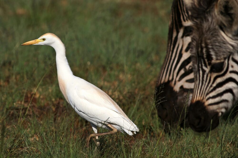 一隻牛背鷺(Bubulcus ibis)站在非洲鬱鬱蔥蔥的濕地裡,旁邊是一匹匹斑馬。