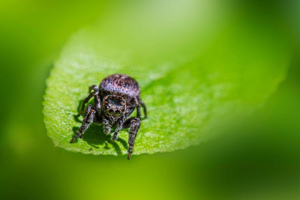 @室外、偽裝、公園的免費圖庫