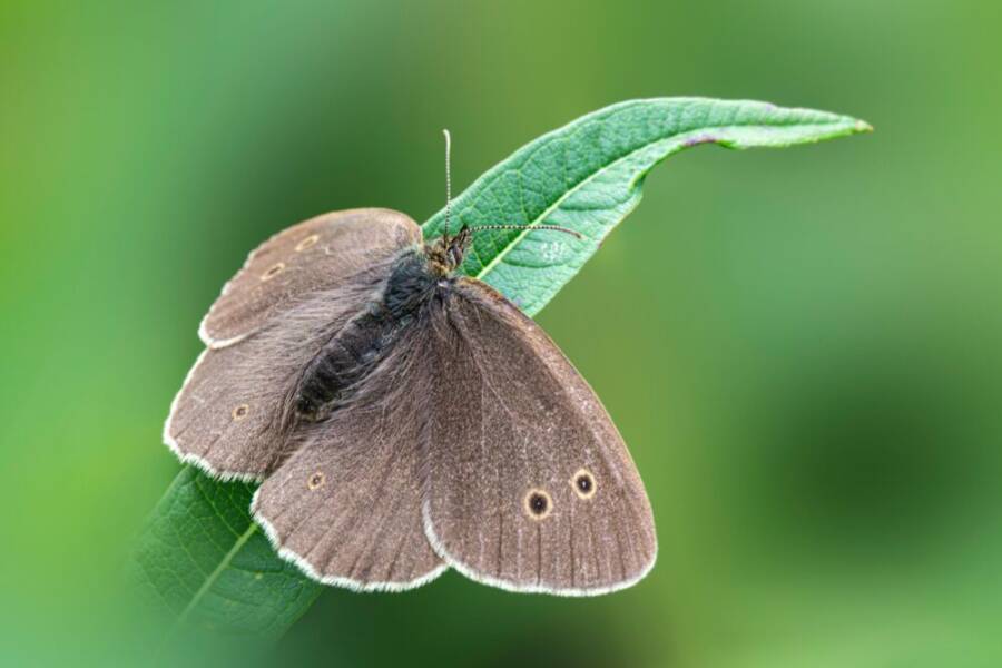 aphantopus hyperantus，讓，互動的免費圖庫相片