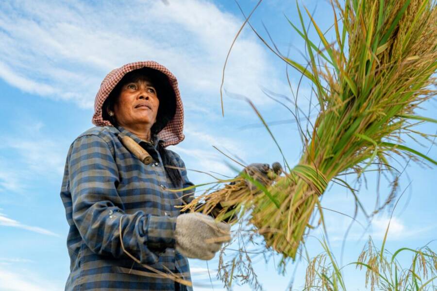 在蔚藍的天空下，一位勤奮的農民正在手工收割水稻，體現了傳統農業的特色。