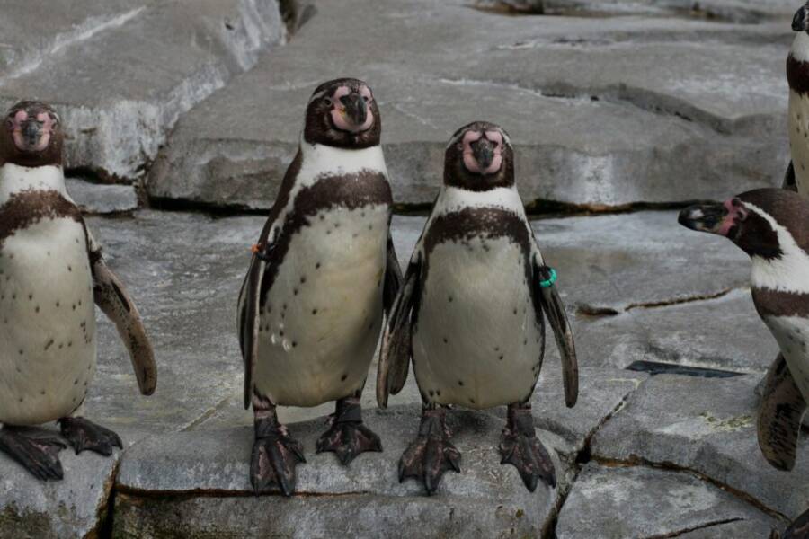 一群洪堡企鵝站在漢堡動物園的岩石上。