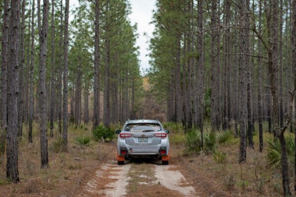 一輛銀色汽車停在林間小路上，周圍是高大的松樹，給人一種冒險的感覺。
