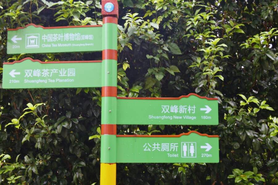 綠色的指示牌指引前往中國茶博物館和雙峰茶園，背景是鬱鬱蔥的茶葉。